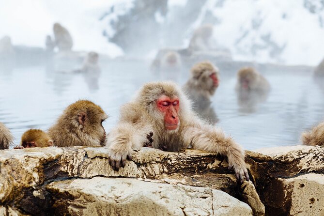 Private Snow Monkey Tour - Conveniently Resort Hop and Sightsee - Is $507.94 per person a fair price?