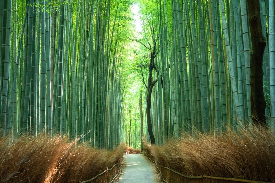 Private Tour to Monkey Park and Arashiyama Highlights - Walking through Arashiyama’s Bamboo Grove