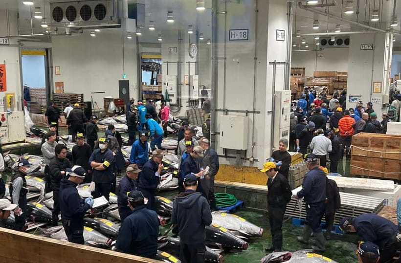 Private Toyosu & Tsukiji Market Adventure with Tuna Auction - Watching the Toyosu tuna auction