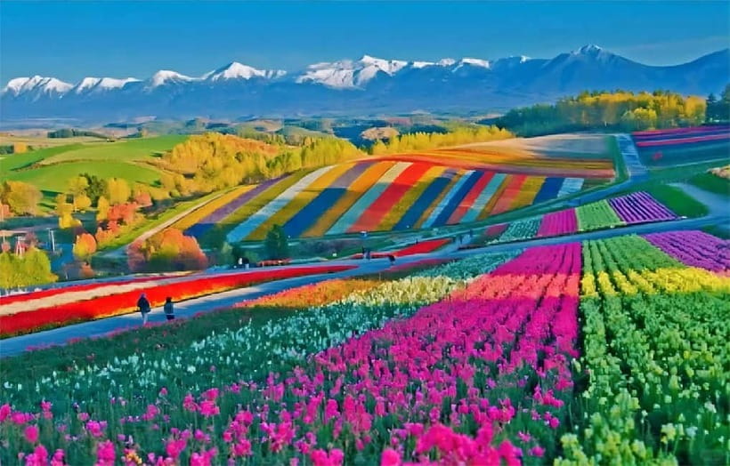 Sapporo: Furano Flower Sea & Biei Blue Pond Tour w/ Pickup - Key things to know before you book