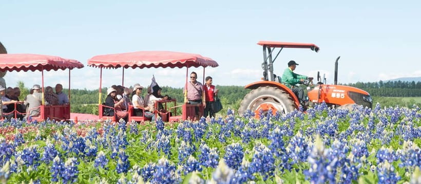 Sapporo: Furano Flower Sea & Biei Blue Pond Tour w/ Pickup - Shirahige Waterfall and the Blue River