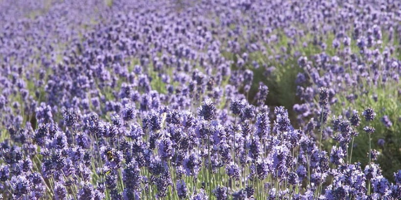 Sapporo: Furano Flower Sea & Biei Blue Pond Tour w/ Pickup - Roller Coaster Road from your window seat