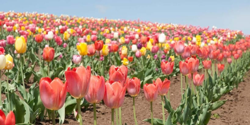 Sapporo: Furano Flower Sea & Biei Blue Pond Tour w/ Pickup - Lunch, Hokkaido style