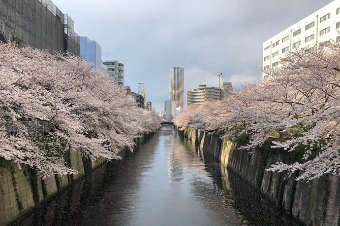 Shinjuku: Food Tour – 15 Dishes & 3 Drinks at 4 Eateries - Walking, timing, and practical comfort