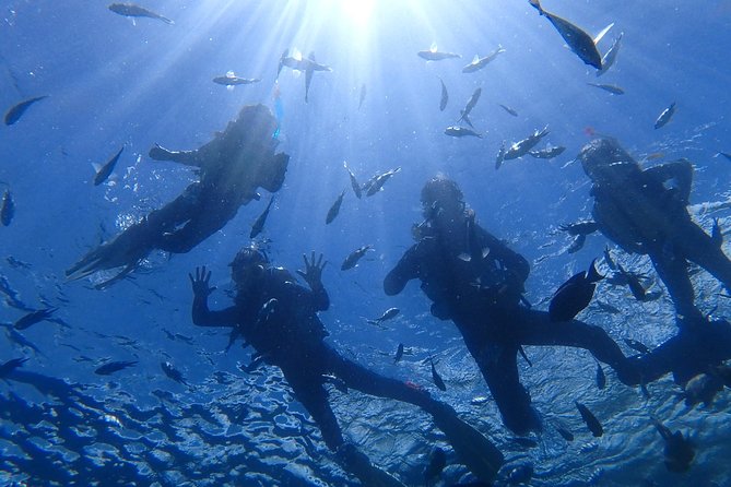 Snorkeling in the Blue Cave area【Okinawa Prefecture: Free feeding & photo images!English and Chinese speaking guide available! - What this Onna snorkeling trip actually feels like
