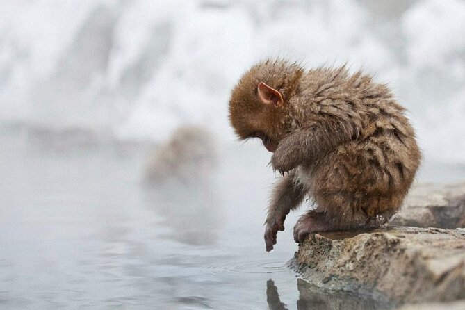 Snow Monkey Park & Zenkoji Temple Nagano Pvt. Full Day Tour. - Walking into Jigokudani Snow Monkey Park