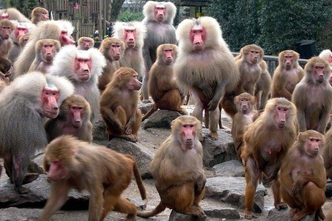 Snow Monkey Park & Zenkoji Temple Nagano Pvt. Full Day Tour. - A practical pause at Enza Cafe