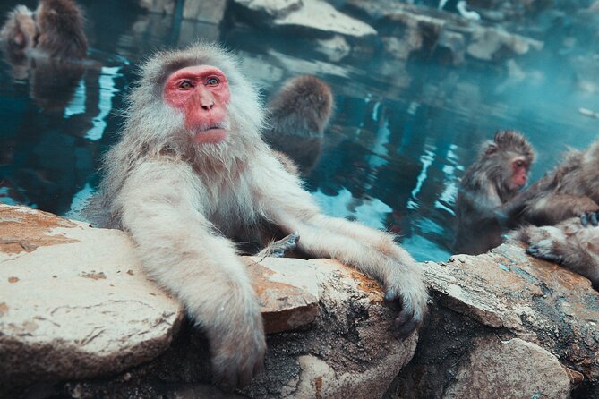 Snow Monkey & Shibu Onsen Afternoon Tour (Depart: Iiyama & Nozwa) - The Cedar Forest Walk to Jigokudani