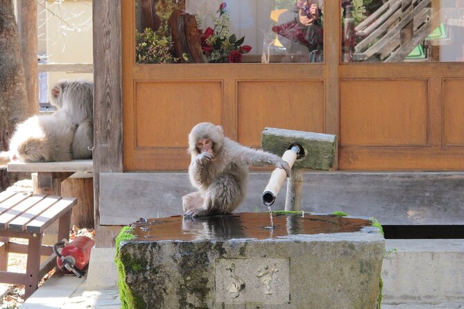 Snow Monkey & Shibu Onsen Afternoon Tour (Depart: Iiyama & Nozwa) - A Short Stop at Tamamura Honten