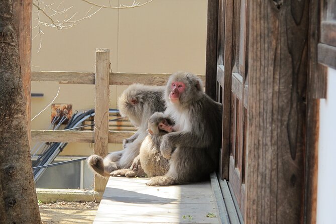 Snow Monkey & Shibu Onsen Afternoon Tour (Depart: Iiyama & Nozwa) - Guides Who Add More Than Directions