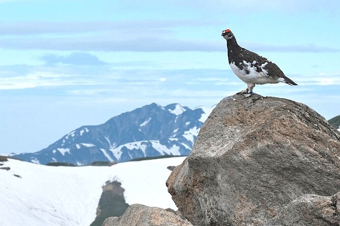 (Spring Only) 1-Day Snow Walls of Tateyama-Kurobe Alpine Route Tour - Why the Tateyama Kurobe Route is worth your day