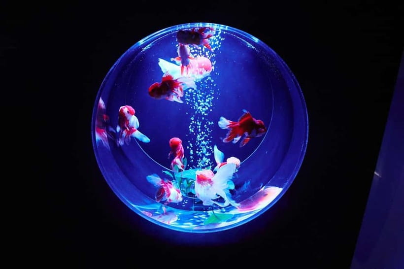 Tokyo: Art Aquarium Museum GINZA Entry Ticket - What the Art Aquarium Museum GINZA is really about