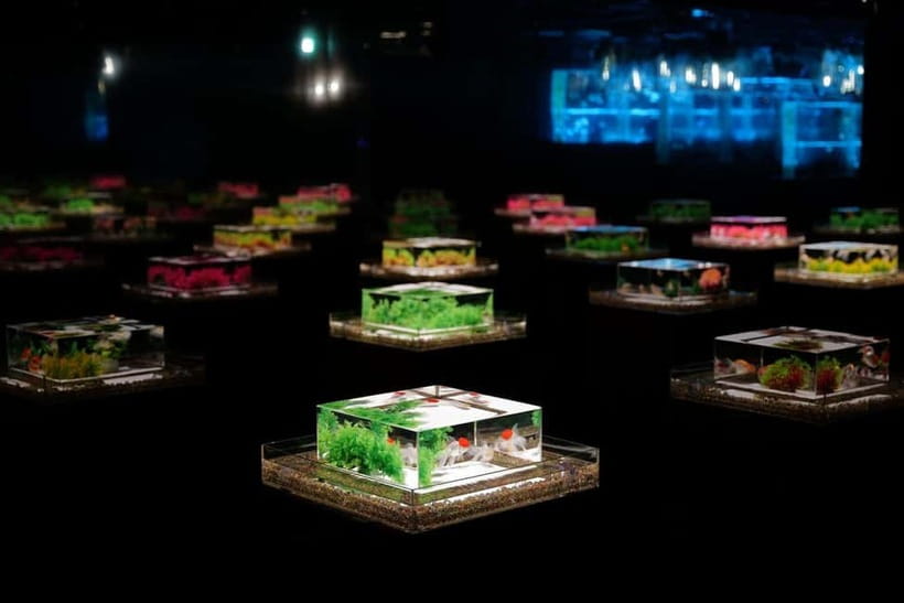 Tokyo: Art Aquarium Museum GINZA Entry Ticket - The first rooms: light, water, and goldfish