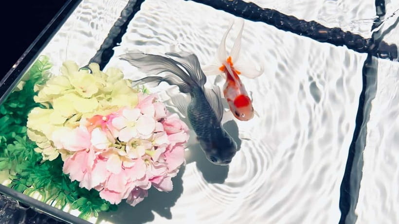 Tokyo: Art Aquarium Museum GINZA Entry Ticket - Is the presentation suitable for children?