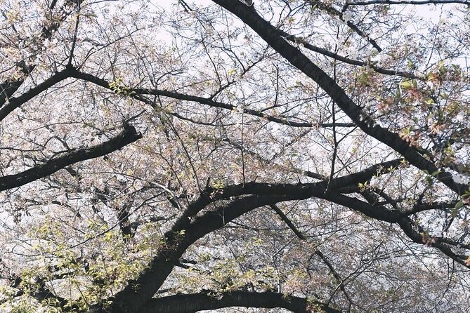 Tokyo City 1-Day Private Tour with Bilingual Driver - Harajuku, Takeshita Street, Ebisu, and Shibuya pack in modern Tokyo
