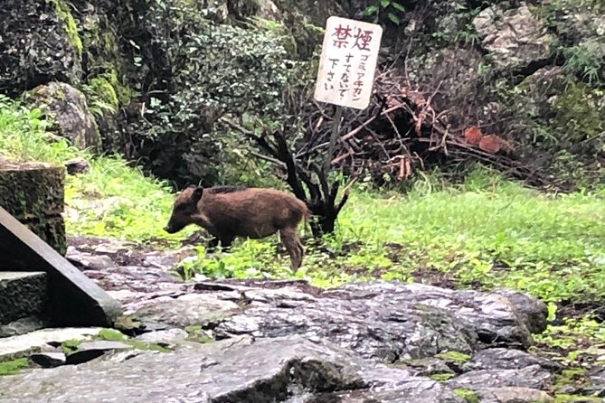 Tokyo Countryside Exploration Private Tour - Ne-no-gongen, a mountain shrine for healthy legs