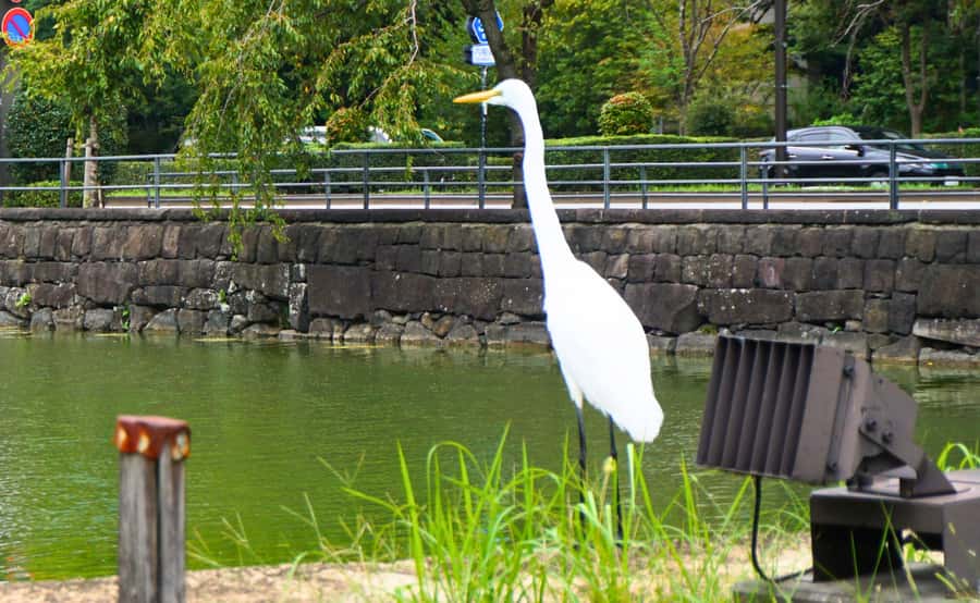 Tokyo: Imperial Palace, the history of Japan (ENGLISH GUIDE) - What the $40 Price Buys You
