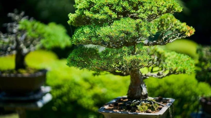 Tokyo: Meiji Shrine Walking Tour — Shinto & Imperial System - Emperor Meiji, imperial poetry, and Japan’s change