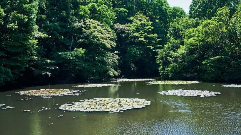Tokyo: Meiji Shrine Walking Tour — Shinto & Imperial System - Meiji Shrine: how to take part respectfully