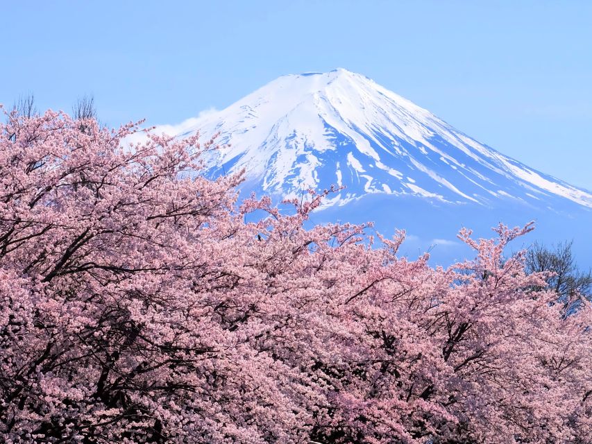 Tokyo: Mt. Fuji 5th Station & Hakone Cruise 1-Day Bus Tour - Buffet lunch and a Japanese garden
