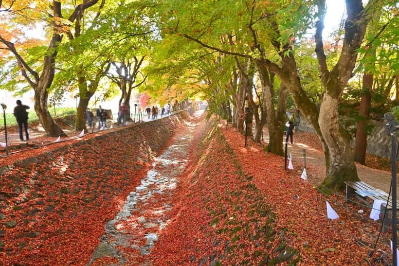 Tokyo:Mt.Fuji,Kawaguchiko Oishi Park,Arakurayama Sengen Park - Oishi Park and its 350-meter Flower Road