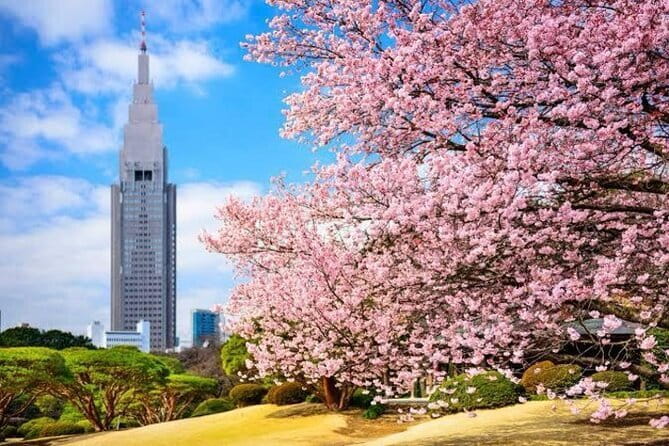 Tokyo Private Day Tour by Car with English speaking Driver - What this private Tokyo day actually offers