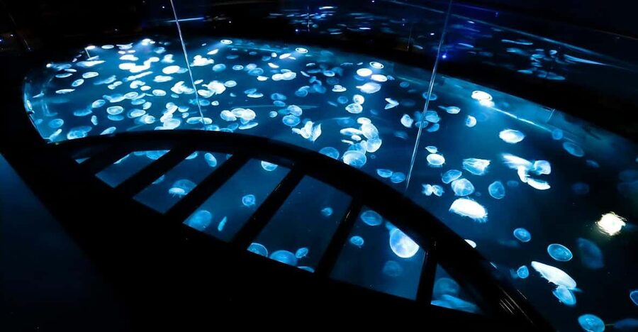 Tokyo: Sumida Aquarium Entry Ticket - A Quiet Aquarium Rather Than a Major Day Out
