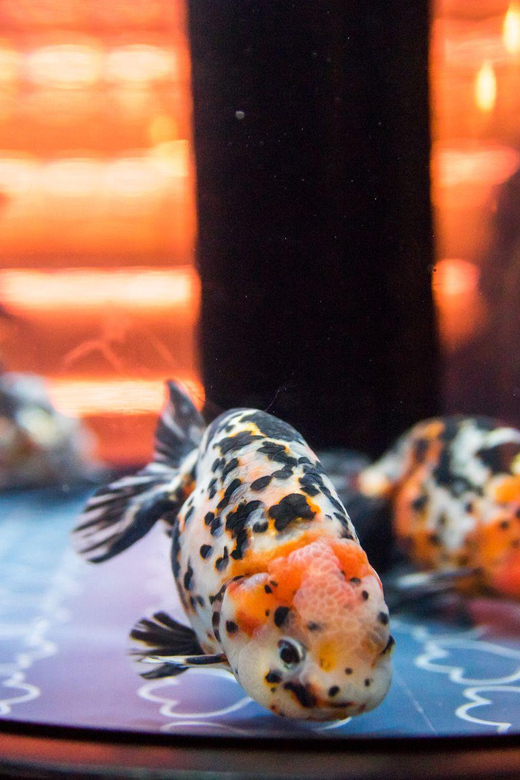 Tokyo: Sumida Aquarium Entry Ticket - How Much Time Should You Allow?