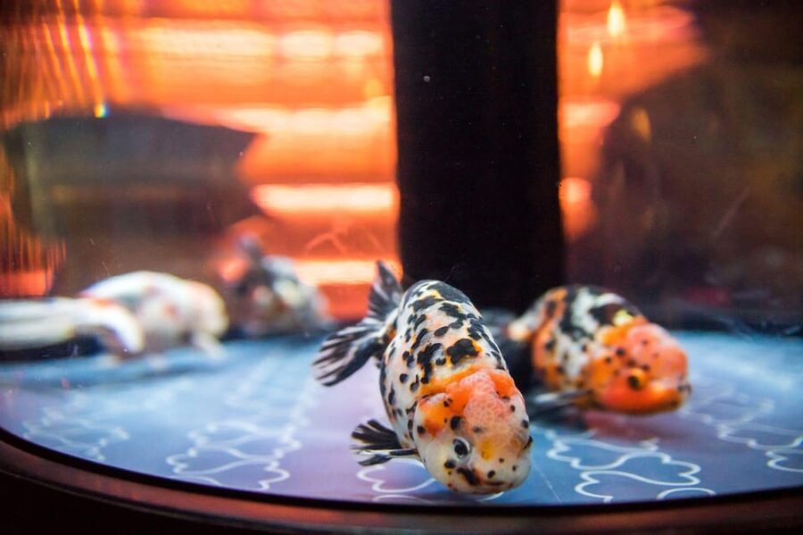 Tokyo: Sumida Aquarium Entry Ticket - Sitting Beside the Water