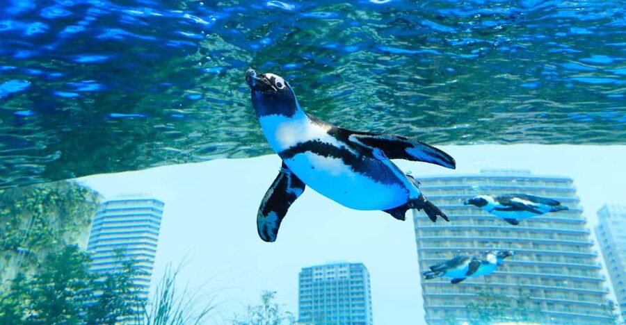 Tokyo: Sunshine Aquarium Entry Ticket - What makes Sunshine Aquarium worth your time