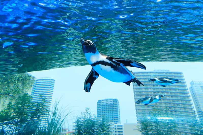 Tokyo: Sunshine Aquarium Entry Ticket - Planning your visit around opening hours