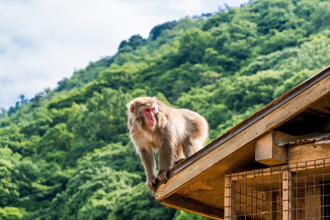 Tokyo to Kyoto 1-Full Day Private Guided Tour - Why This Tour Works for a One-Day Kyoto Visit