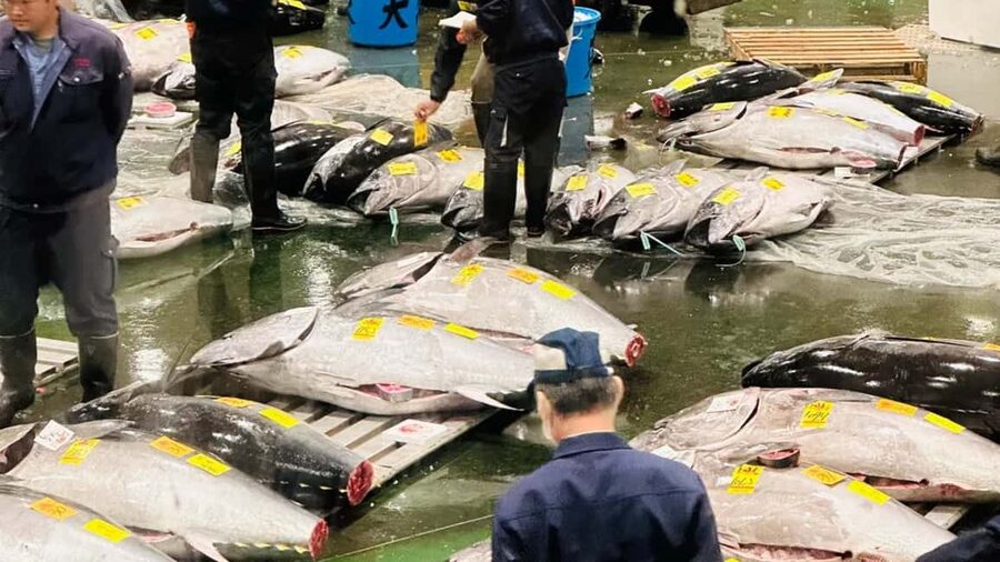 Tokyo: Toyosu Tuna Auction &Tsukiji Market Gourmet Adventure - Key points at a glance