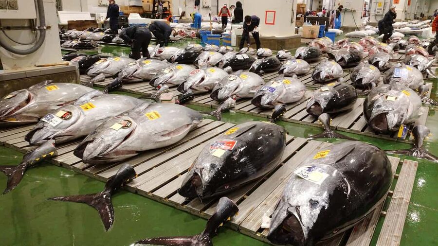 Tokyo: Toyosu Tuna Auction &Tsukiji Market Gourmet Adventure - Why the 5:00 AM start matters