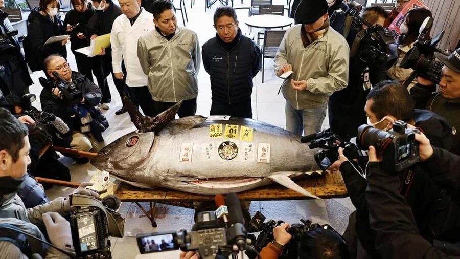 Tokyo: Toyosu Tuna Auction &Tsukiji Market Gourmet Adventure - The first-floor viewing lottery
