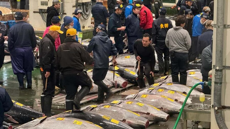 Tokyo: Toyosu Tuna Auction &Tsukiji Market Gourmet Adventure - Is $122 a fair price?