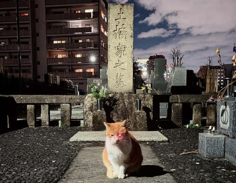 Tokyo: True Crime And Ghost Stories Tour - Kabukicho: crime behind the neon