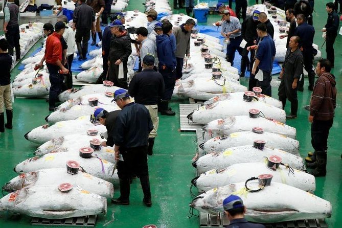 Toyosu Market Morning Tuna Auction and Tsukiji Food Tour with Licensed Guide - Why Toyosu and Tsukiji Belong in the Same Morning