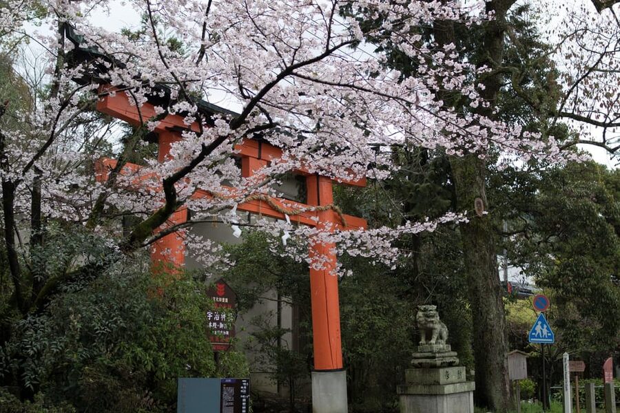 Uji: UNESCO Heritage & Tea Ceremony Walking Tour - Key things to know before booking