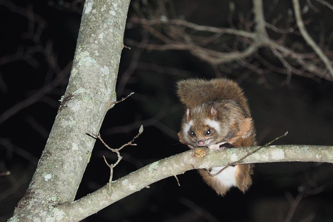Wild Japanese Flying Squirrel Watching Tour in Nagano - Key points at a glance