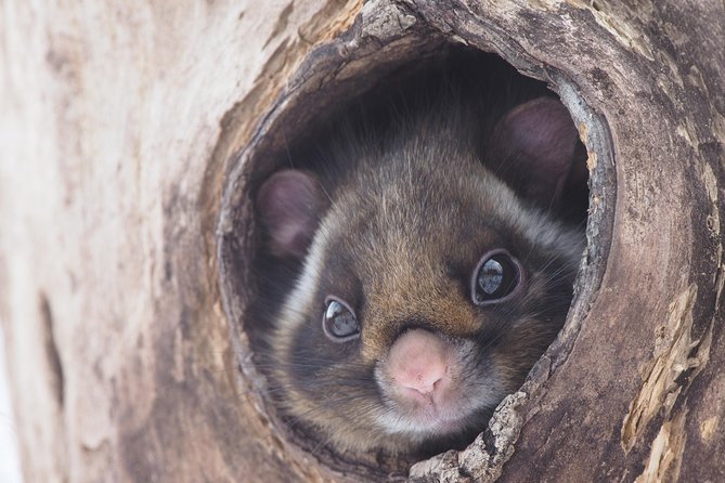 Wild Japanese Flying Squirrel Watching Tour in Nagano - Why this Karuizawa wildlife tour is worth your time