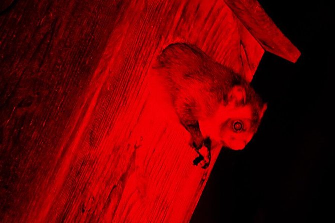 Wild Japanese Flying Squirrel Watching Tour in Nagano - Watching for the musasabi in the Hoshino area