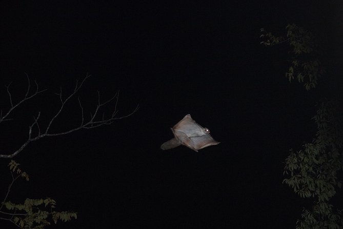 Wild Japanese Flying Squirrel Watching Tour in Nagano - What the $28.69 price really covers
