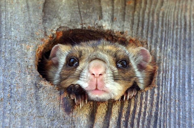 Wild Japanese Flying Squirrel Watching Tour in Nagano - Language, fitness, and group size