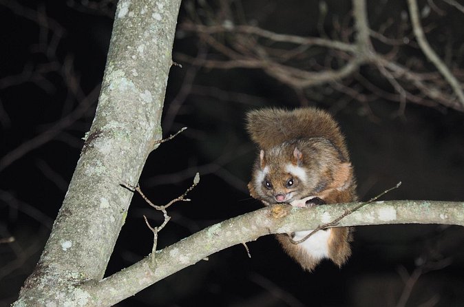 Wild Japanese Flying Squirrel Watching Tour in Nagano - How to prepare for a better hour outside