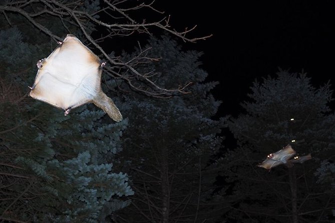 Wild Japanese Flying Squirrel Watching Tour in Nagano - Starting at the Picchio Visitor Center